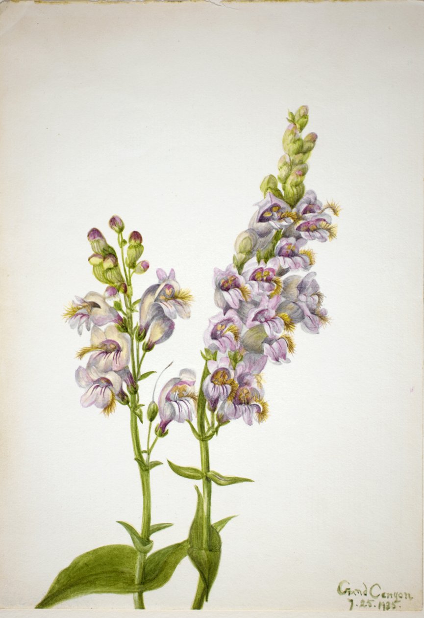 Pentstemon Pentstemon macranthus, 1935. autorstwa Mary Vaux Walcott