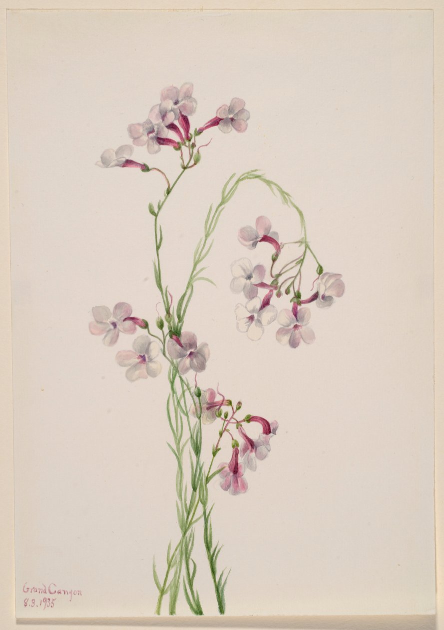 Pentstemon ambiguus autorstwa Mary Vaux Walcott