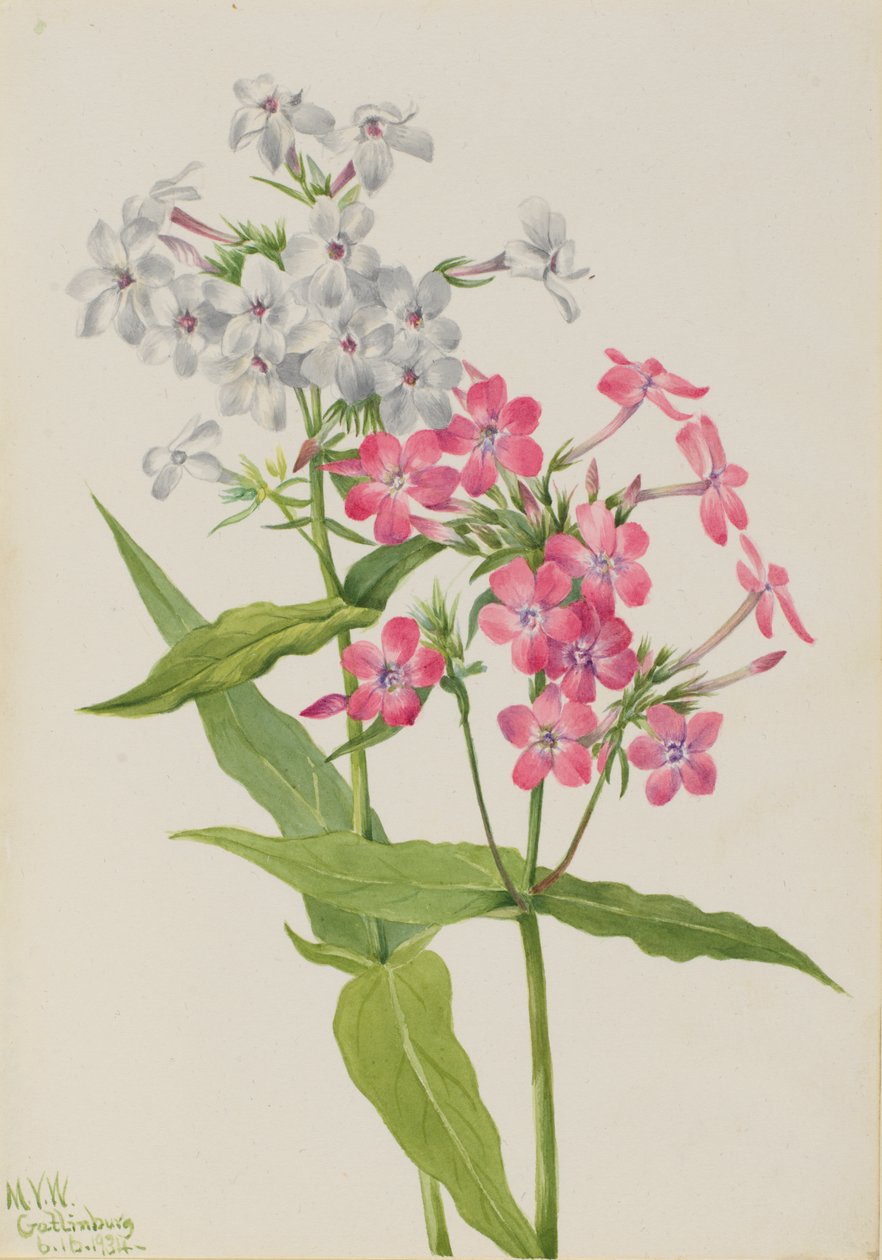 Wieloletnia Floks Floks paniculata, 1934. autorstwa Mary Vaux Walcott