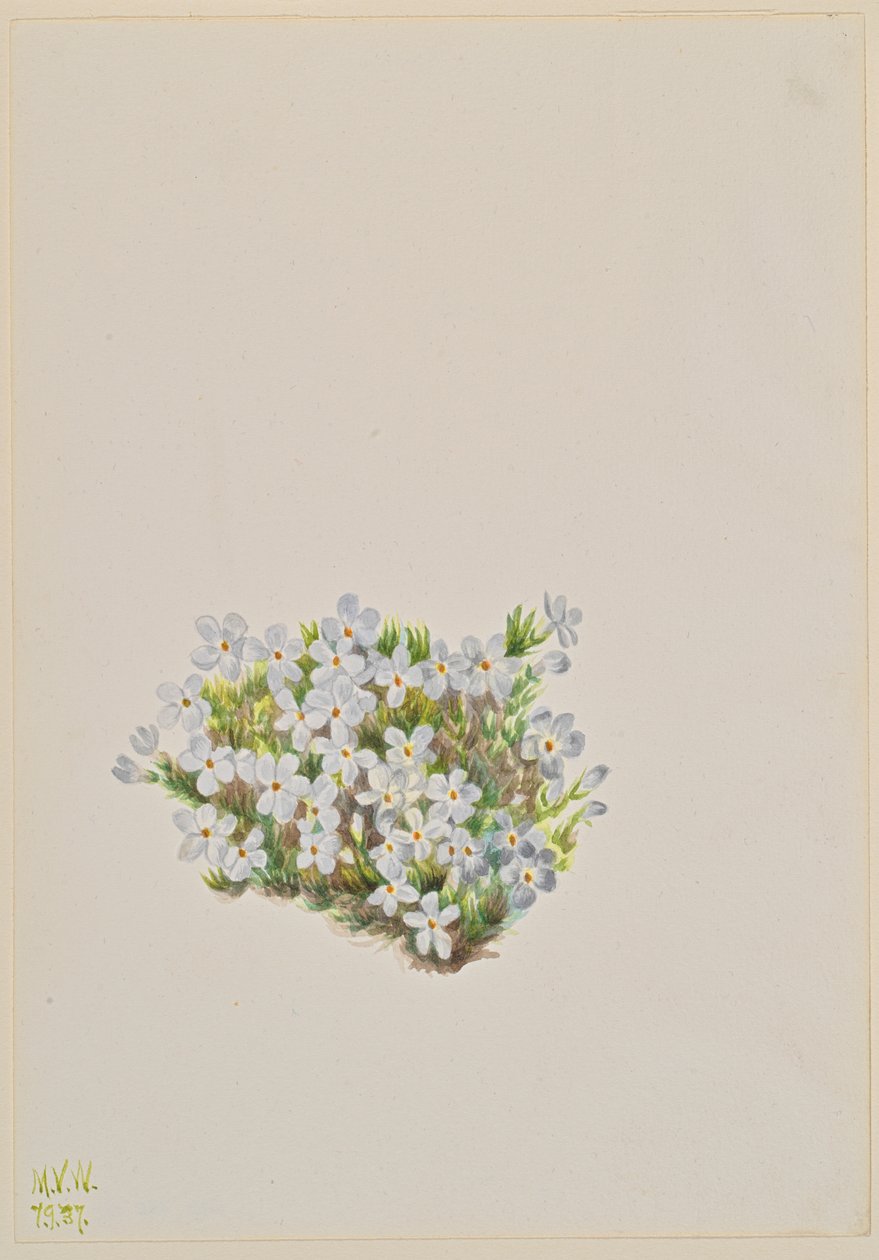 Floks Floks caespitosa, 1937. autorstwa Mary Vaux Walcott