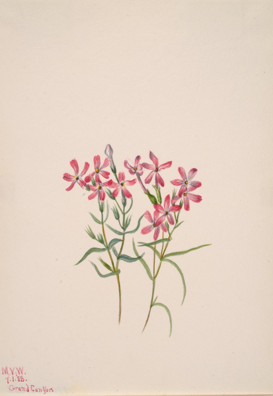 Floks Stansbury, 1938. autorstwa Mary Vaux Walcott