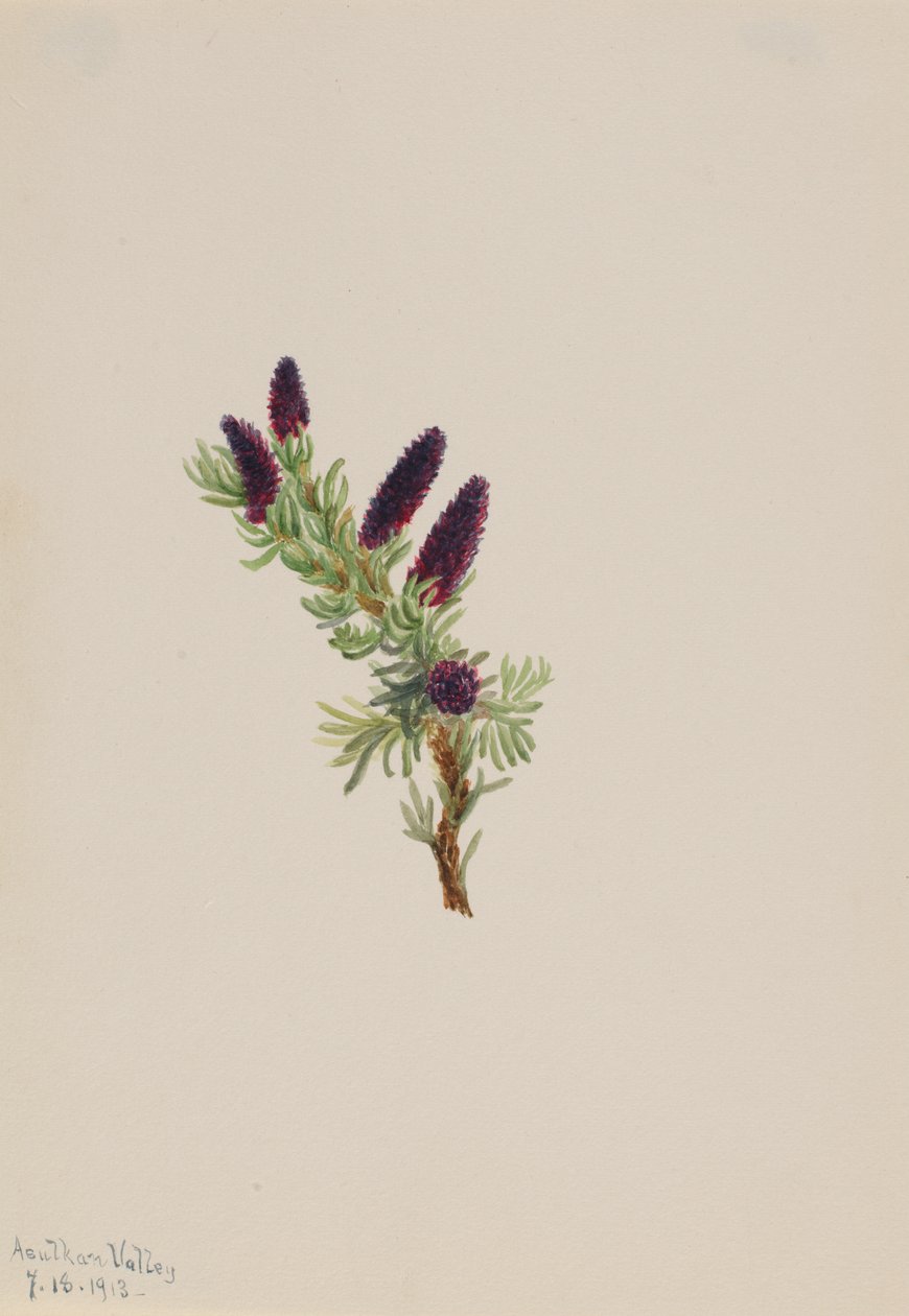Picea Engelmanni, 1913. autorstwa Mary Vaux Walcott