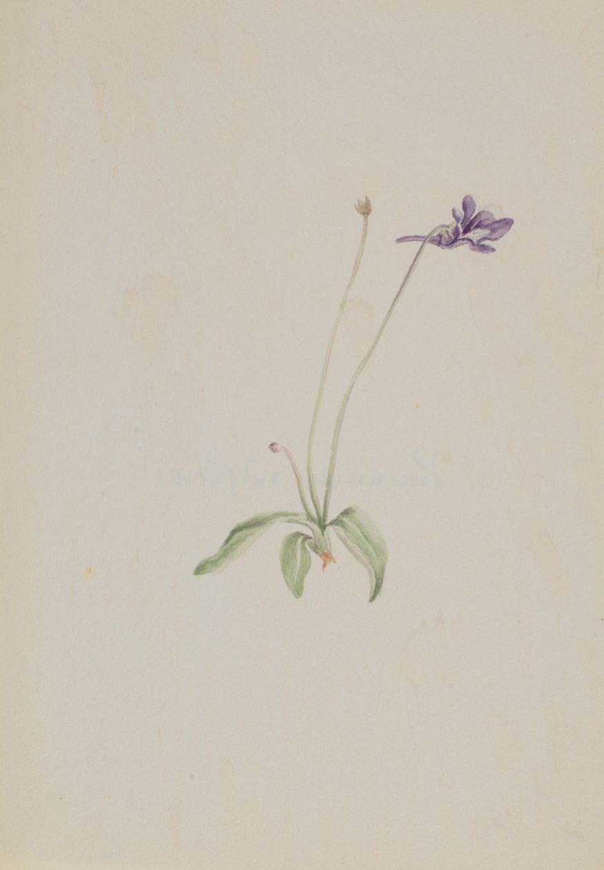 Pinguicula vulgaris, ca. początek lat 30. XX wieku. autorstwa Mary Vaux Walcott