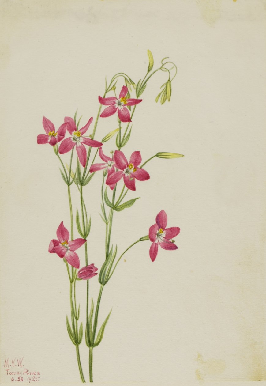 Centaur różowy (Centaurium venustum) autorstwa Mary Vaux Walcott