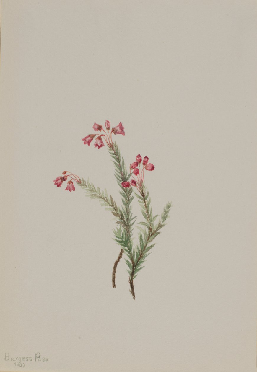 Różowy wrzos Phylodoce empetriformis, 1901. autorstwa Mary Vaux Walcott