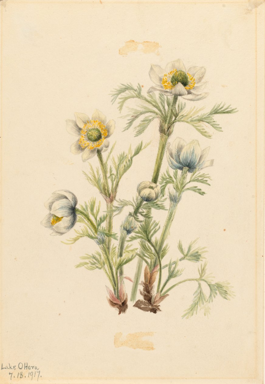 Zawilec pióropusznikowy (Pulsatilla occidentalis) autorstwa Mary Vaux Walcott