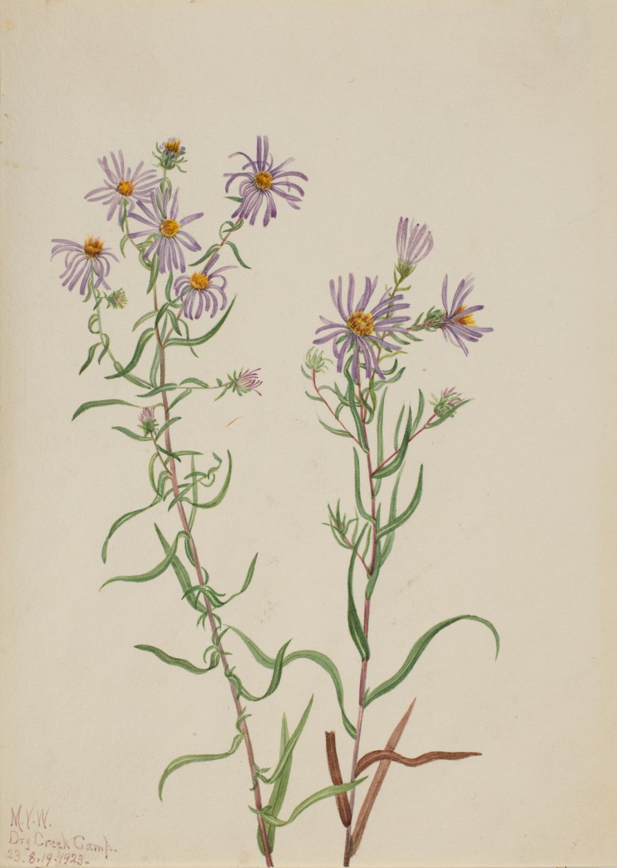 Prairie Aster Aster campestris, 1923. autorstwa Mary Vaux Walcott
