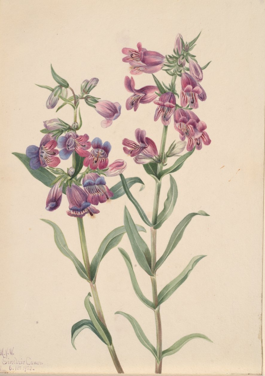 Prairie Penstemon Penstemon erianthera, 1923. autorstwa Mary Vaux Walcott