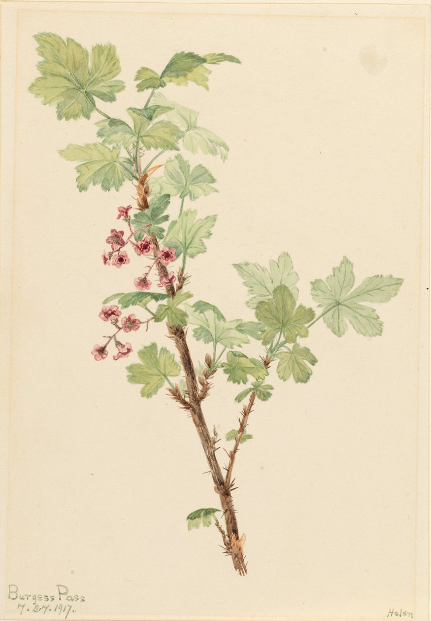 Porzeczka kłująca (Ribes lacustre) autorstwa Mary Vaux Walcott