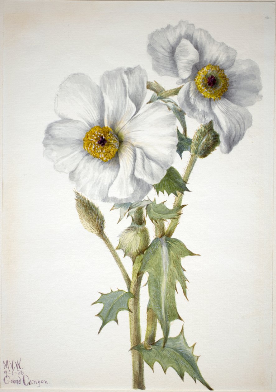 Kolczasty mak Argemone hispeda, 1936. autorstwa Mary Vaux Walcott