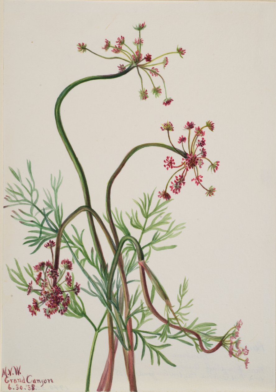 Pseudocymopterus montanus, 1938. autorstwa Mary Vaux Walcott