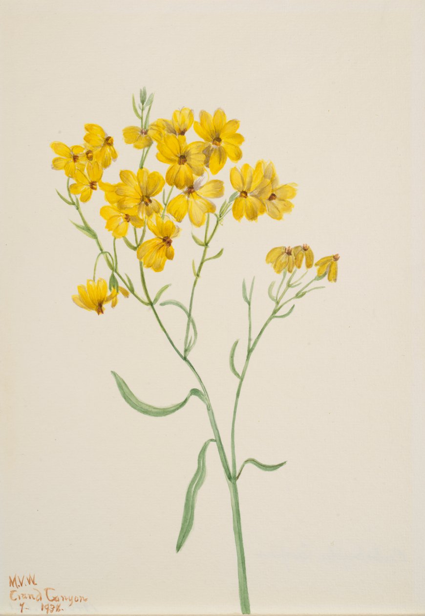 Psilostrofe sparsiflora, 1938. autorstwa Mary Vaux Walcott