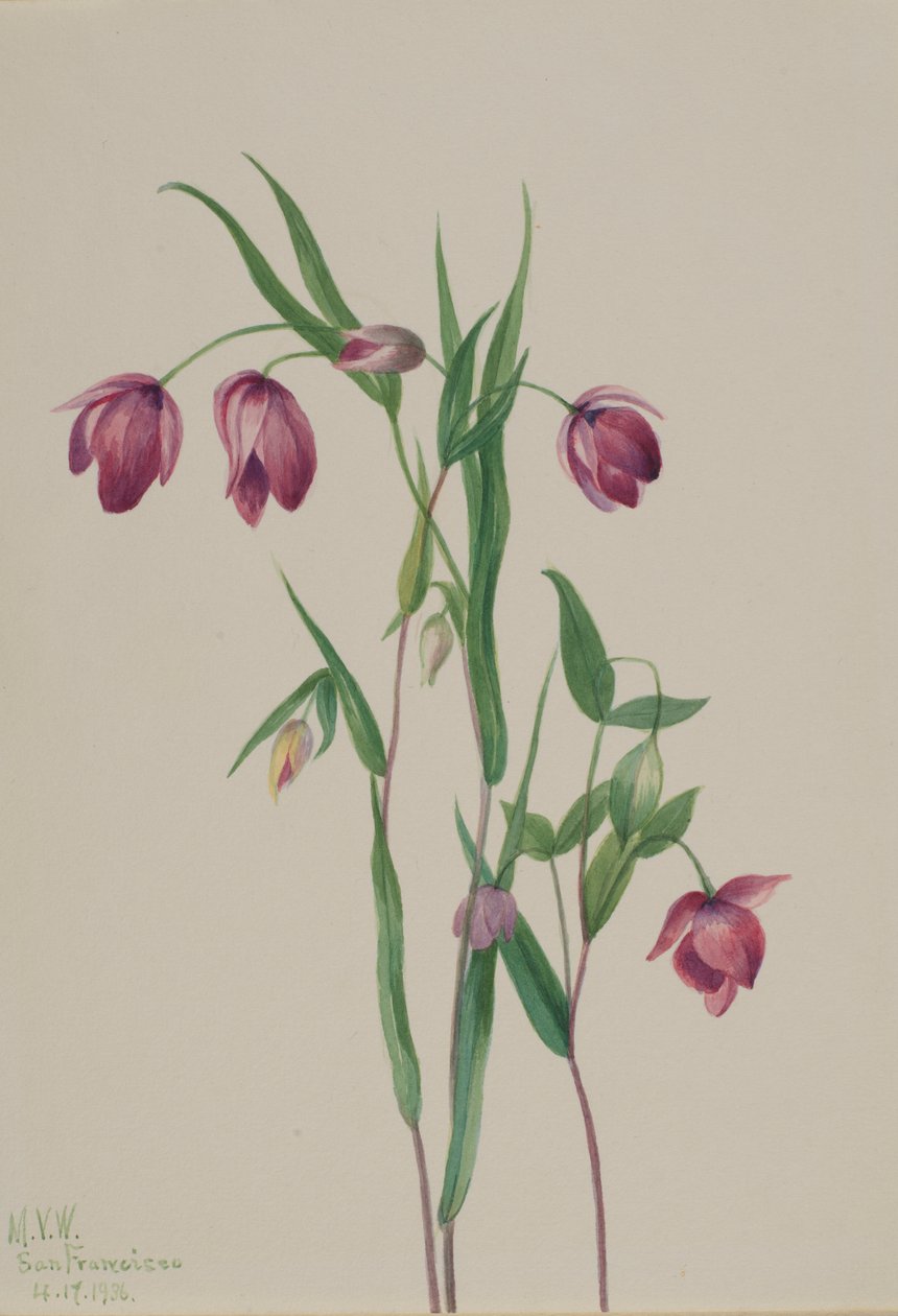 Fioletowa latarnia morska (Calochortus anoenum) autorstwa Mary Vaux Walcott