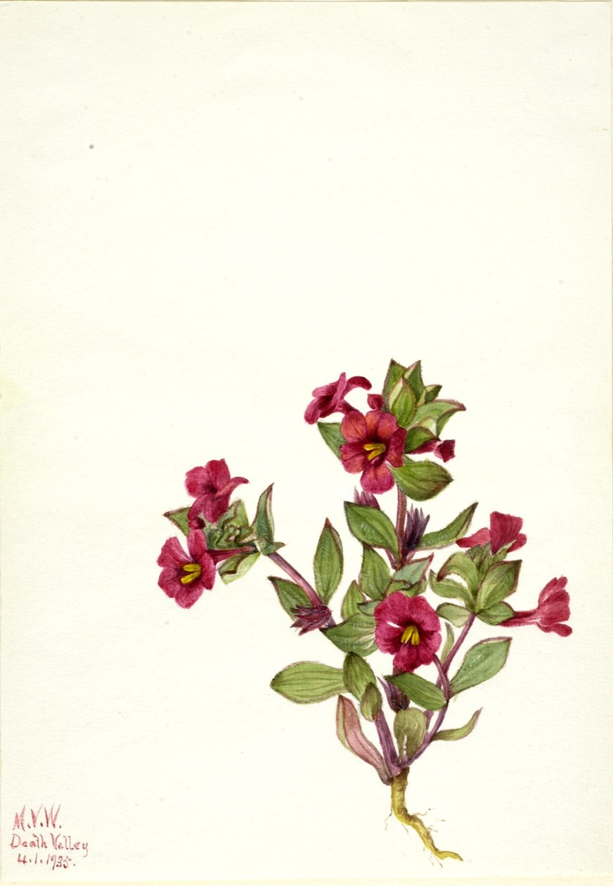 Fioletowy małpi kwiat (Mimulus bigelovii) autorstwa Mary Vaux Walcott