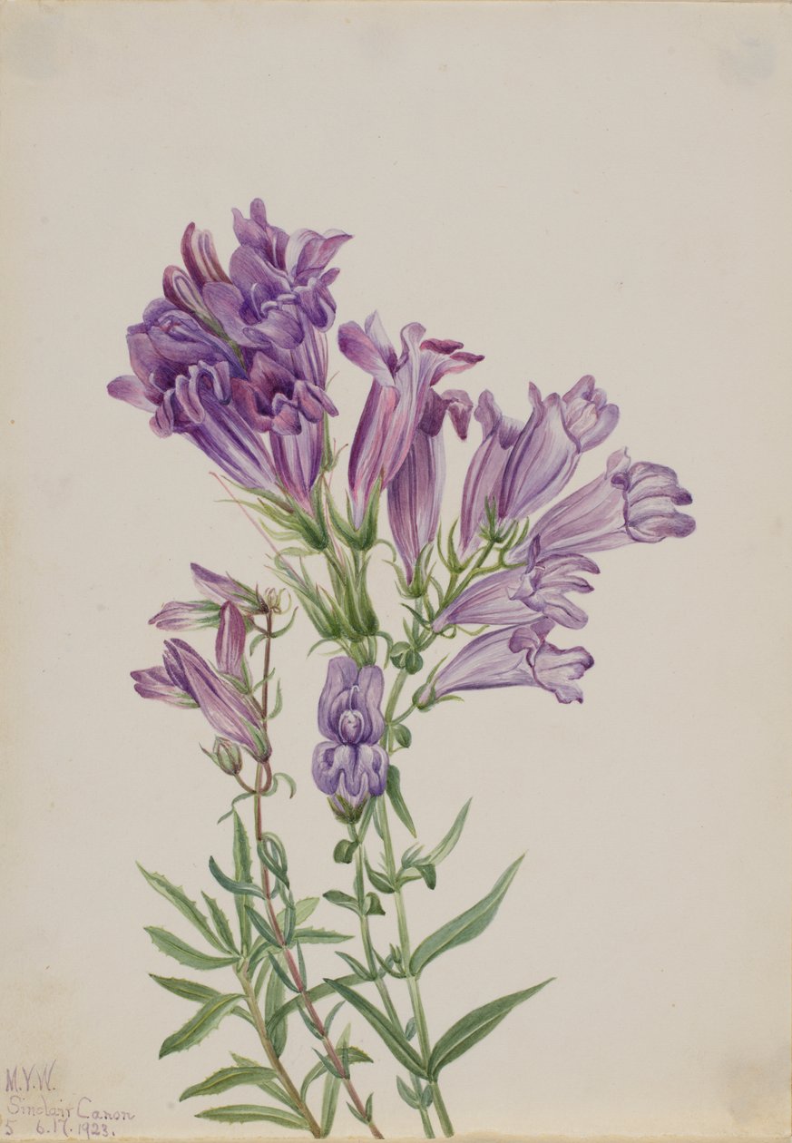 Fioletowy Penstemon Penstemon lyallii, 1923. autorstwa Mary Vaux Walcott