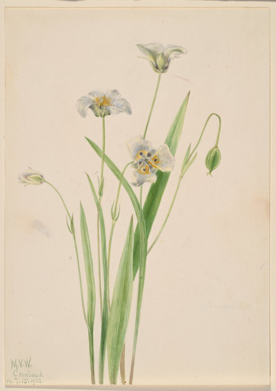 Cipka uszata (Calochortus elegans) autorstwa Mary Vaux Walcott