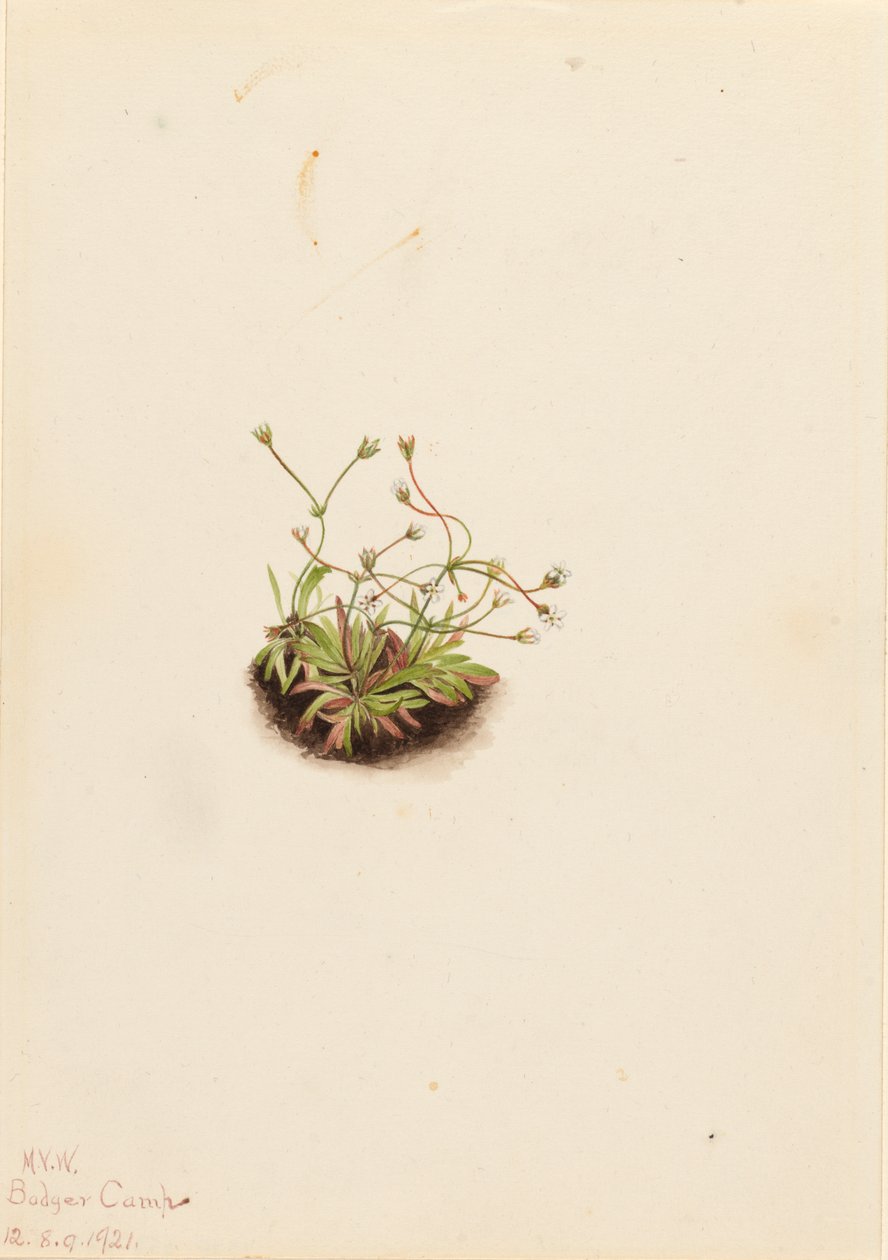 Pygmy Androsace Androsace subumbellata, 1921. autorstwa Mary Vaux Walcott