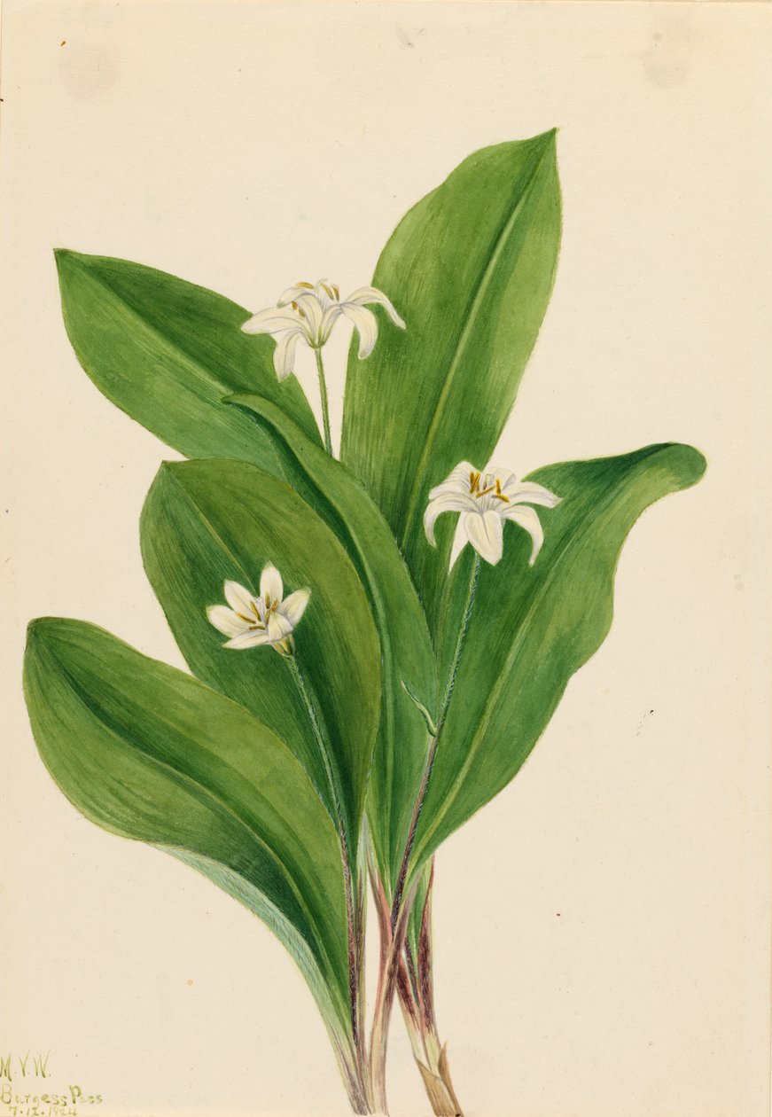 Queencup Clintonia uniflora, 1924. autorstwa Mary Vaux Walcott