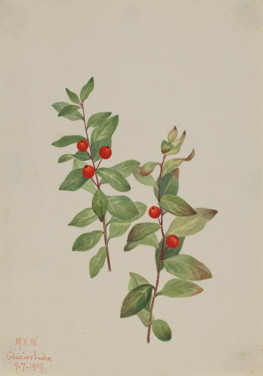 Czerwona Comandra Comandra livida, 1919. autorstwa Mary Vaux Walcott
