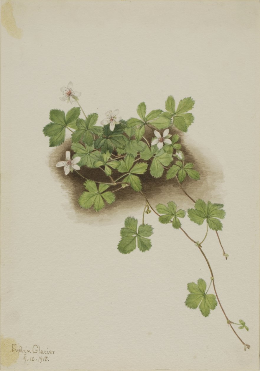 Red Dewberry Rubus pedatus, 1918. autorstwa Mary Vaux Walcott