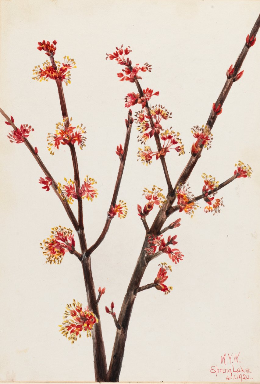 Czerwony klon Acer rubrum, 1920. autorstwa Mary Vaux Walcott