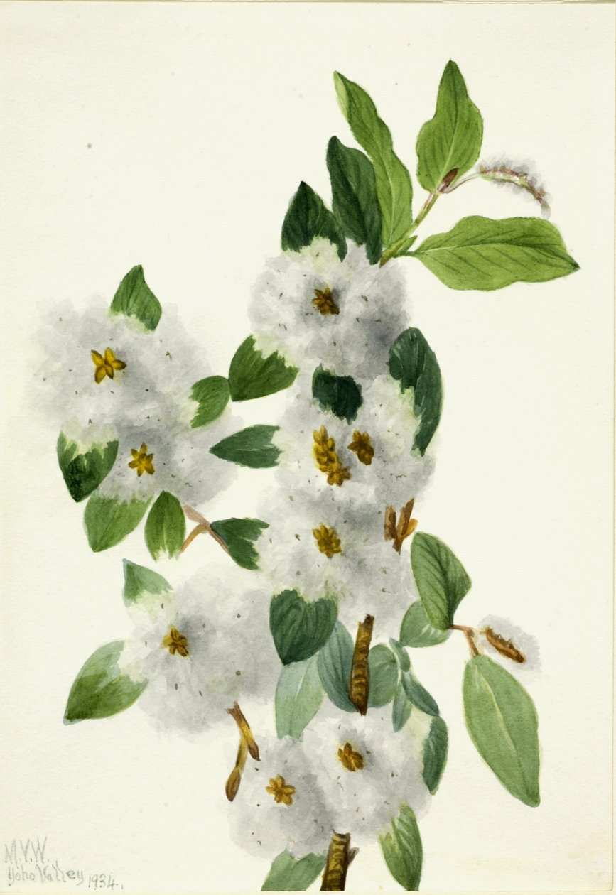Wierzba skalna (Salix vestita) autorstwa Mary Vaux Walcott
