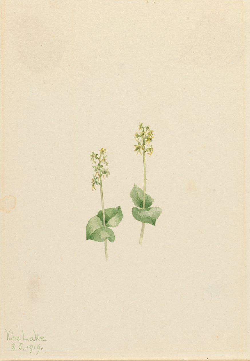 Nekrofila z Gór Skalistych Twayblade Ophrys, 1919. autorstwa Mary Vaux Walcott