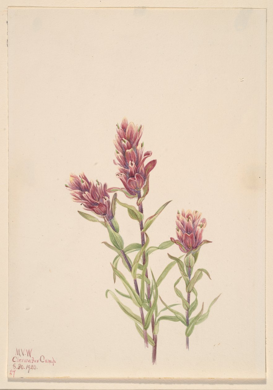 Pędzel różany Castilleja pallida, 1920. autorstwa Mary Vaux Walcott