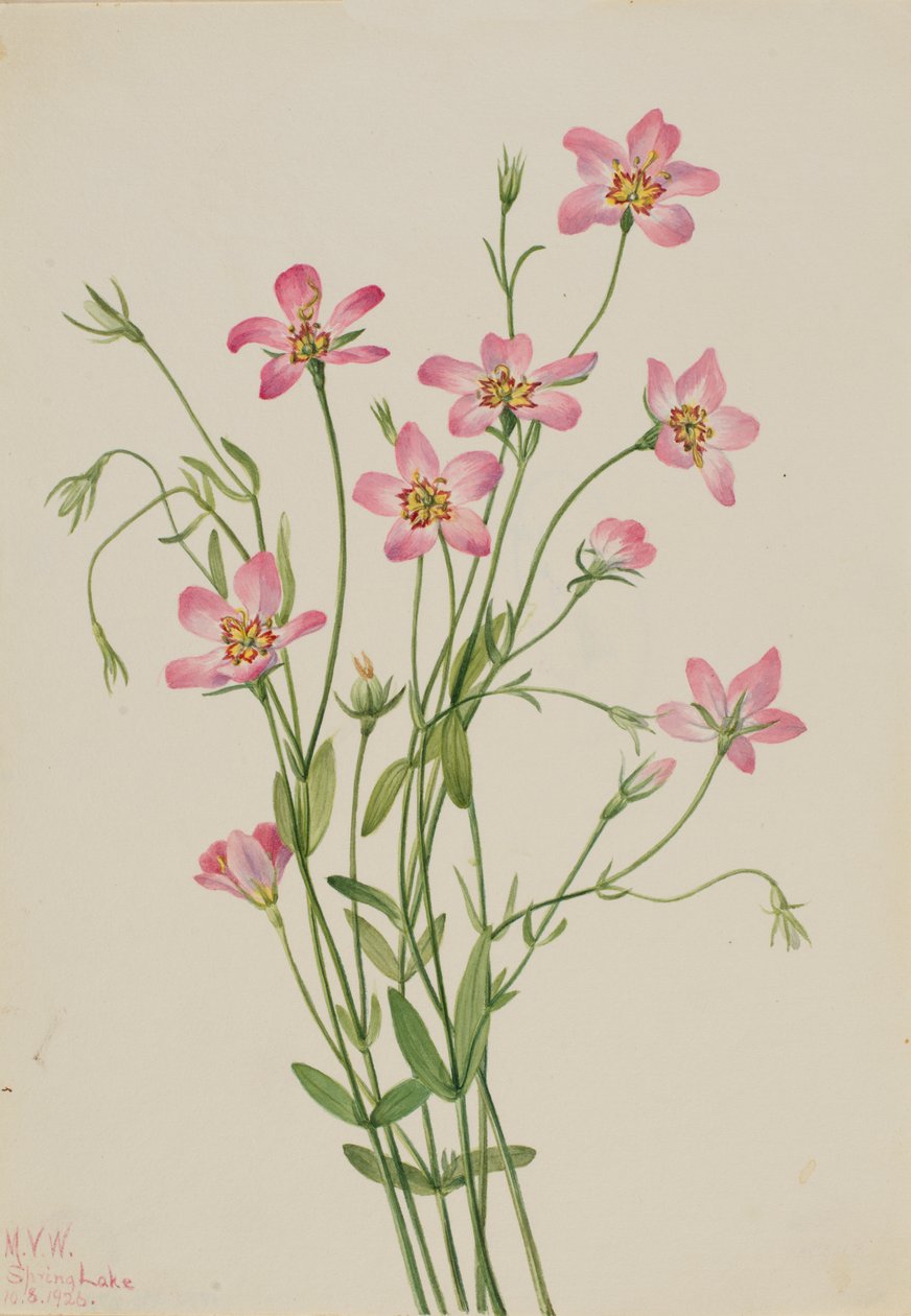 Słone bagno Rosegentian Sabbatia stellaris, 1926. autorstwa Mary Vaux Walcott