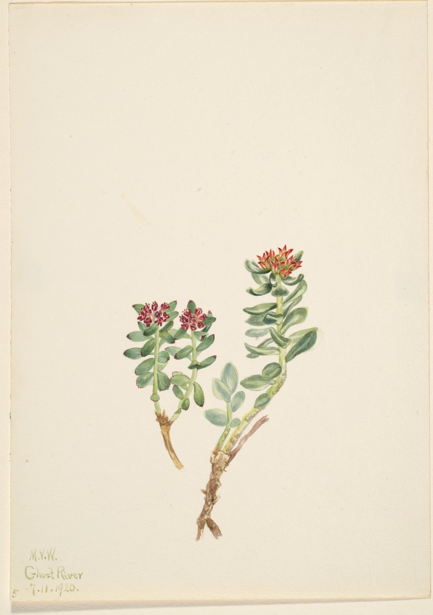 Sanifoiga adscendeus autorstwa Mary Vaux Walcott