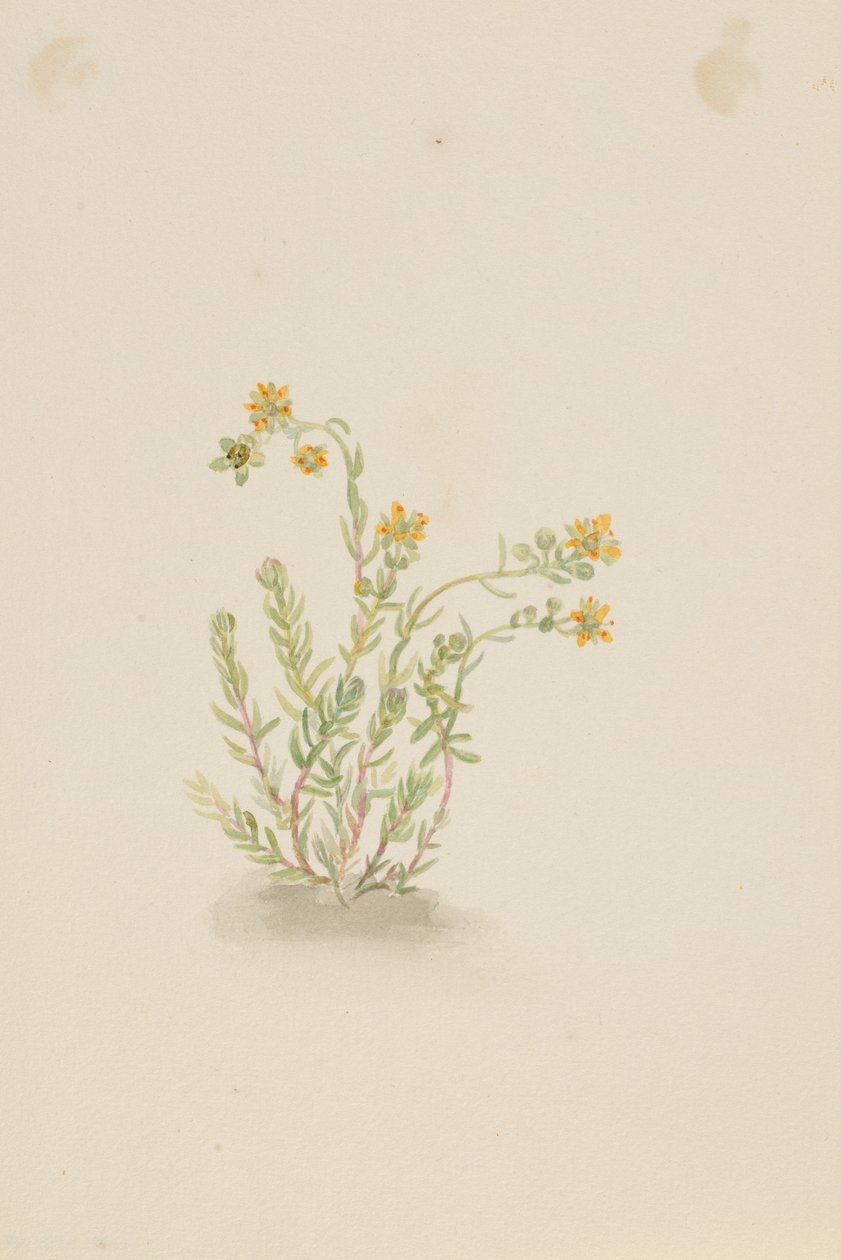 Sedum stenopetalum autorstwa Mary Vaux Walcott