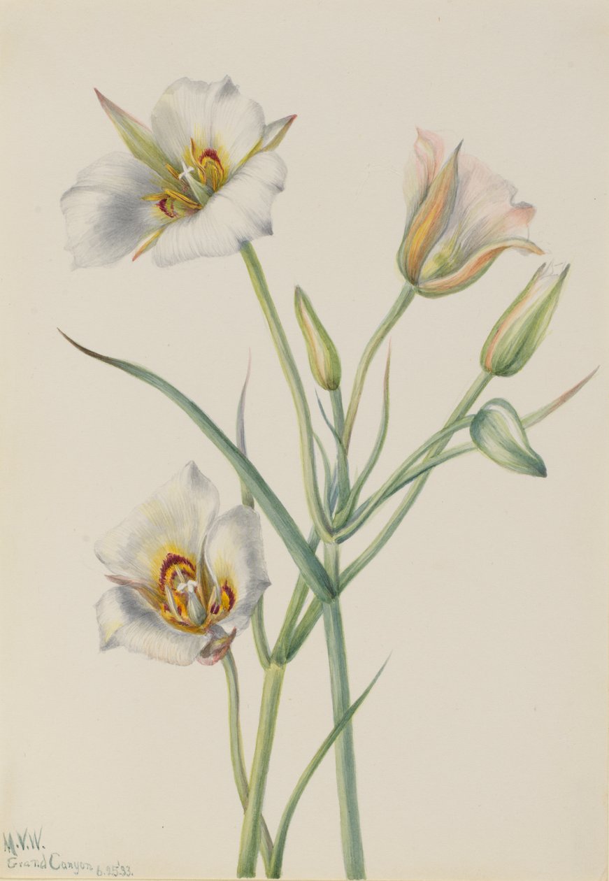 Sego Lily Calochortus nuttallii, 1933. autorstwa Mary Vaux Walcott