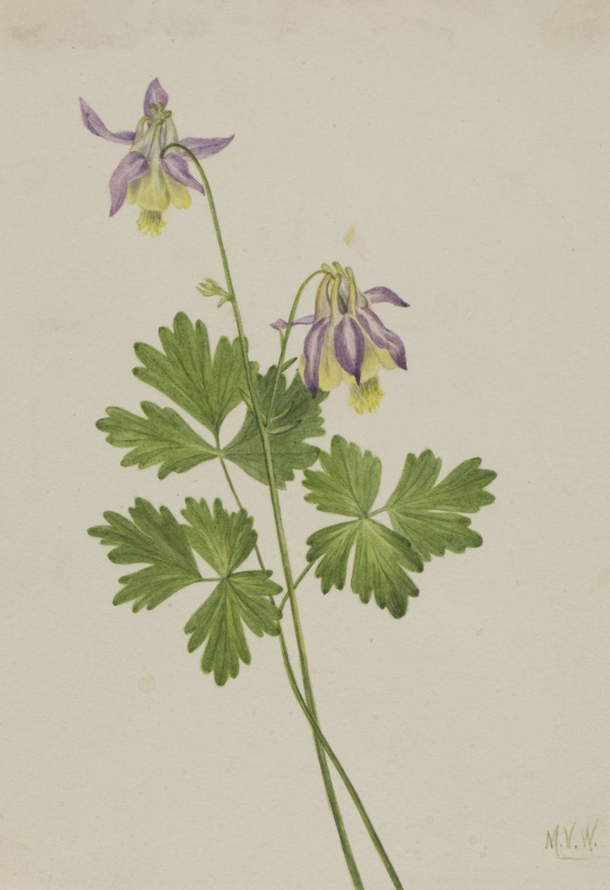 Shortspur Columbine Aquilegia brevistyla, 1907. autorstwa Mary Vaux Walcott