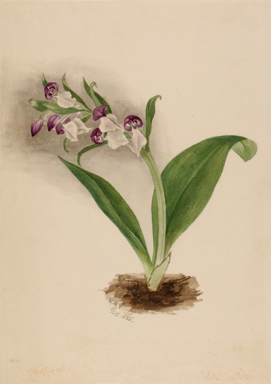 Efektowne storczyki (Orchis spectabilis) autorstwa Mary Vaux Walcott