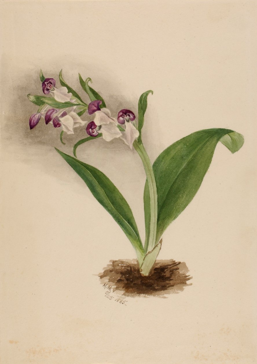 Efektowne storczyki Orchis spectabilis, 1885. autorstwa Mary Vaux Walcott