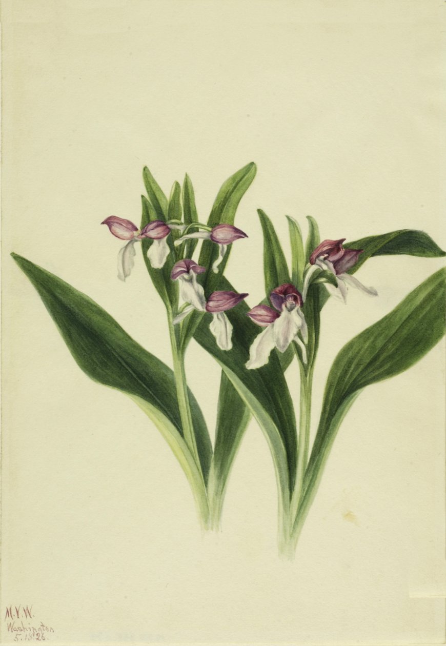 Efektowna orchidea Efektowna orchidea, 1926. autorstwa Mary Vaux Walcott