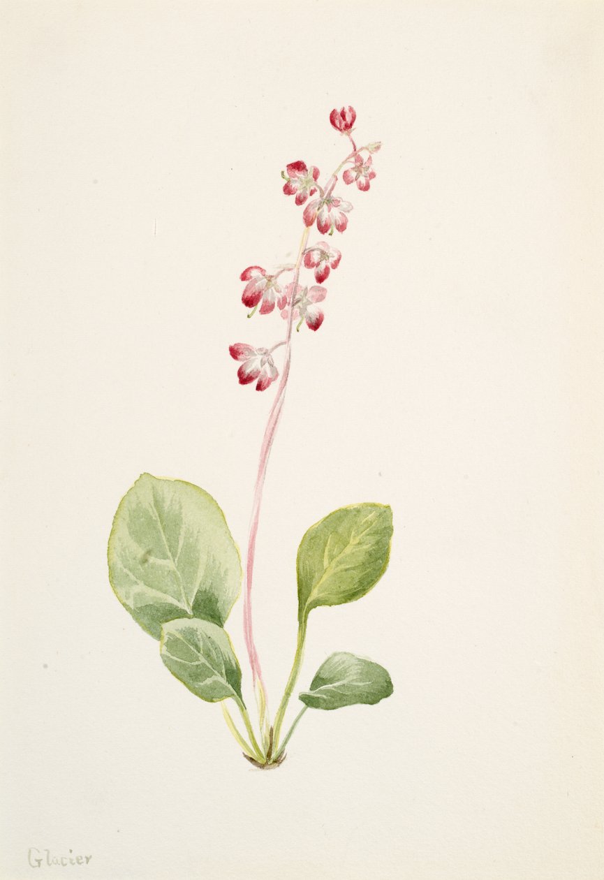 Efektowna Pyrolla Pyrola asarifolia, ca. 1903. autorstwa Mary Vaux Walcott