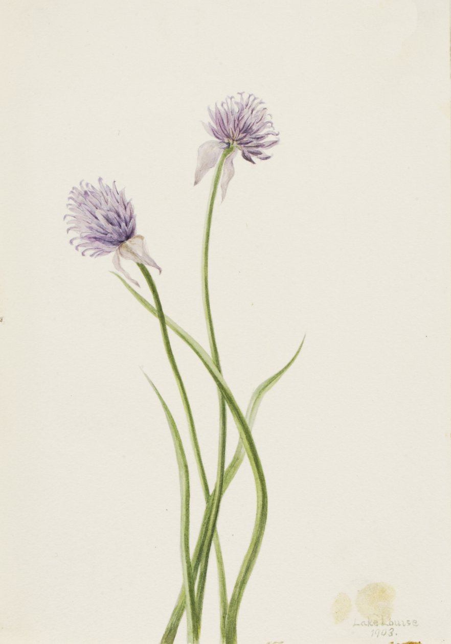 Cebula syberyjska Allium sibericum, 1903. autorstwa Mary Vaux Walcott