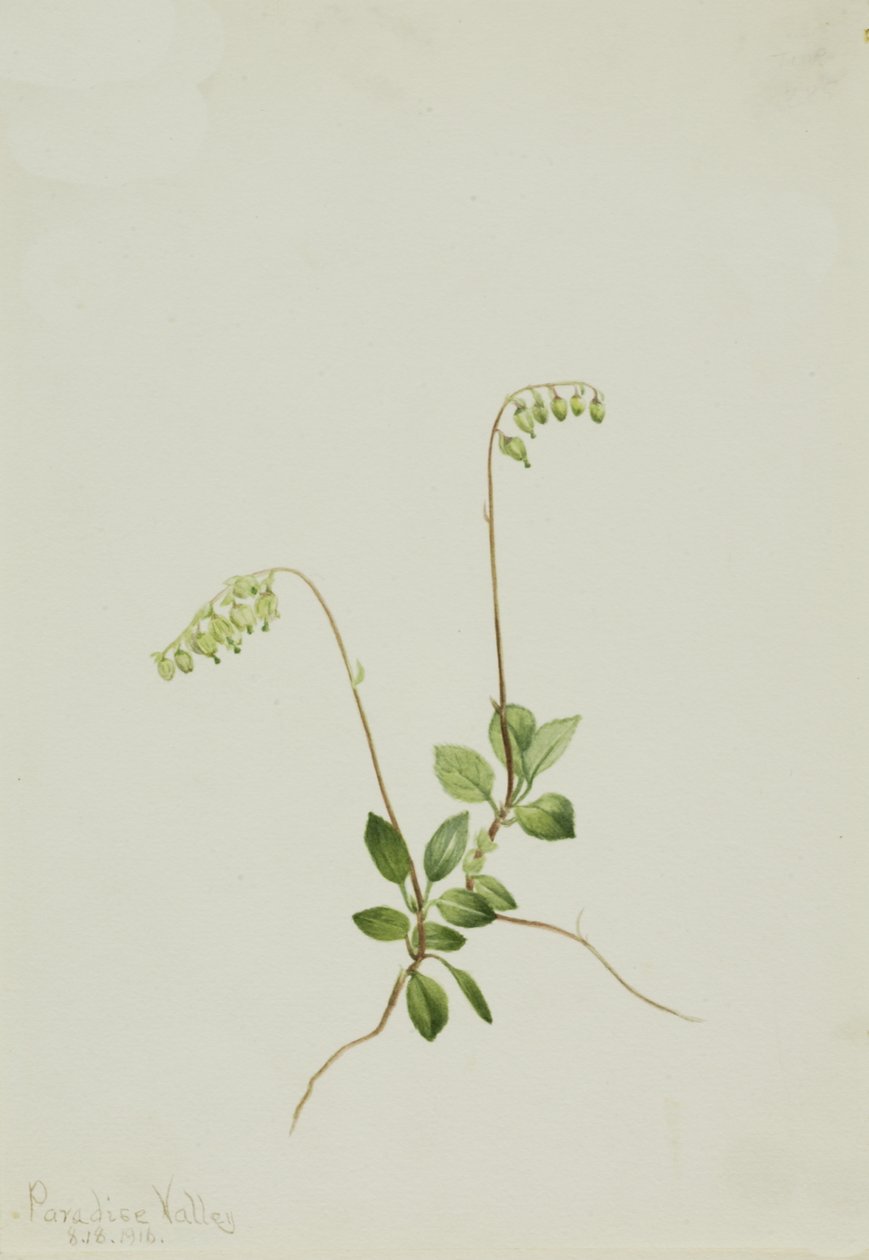 Pyrola Pyrola secunda Sidebella, 1916. autorstwa Mary Vaux Walcott