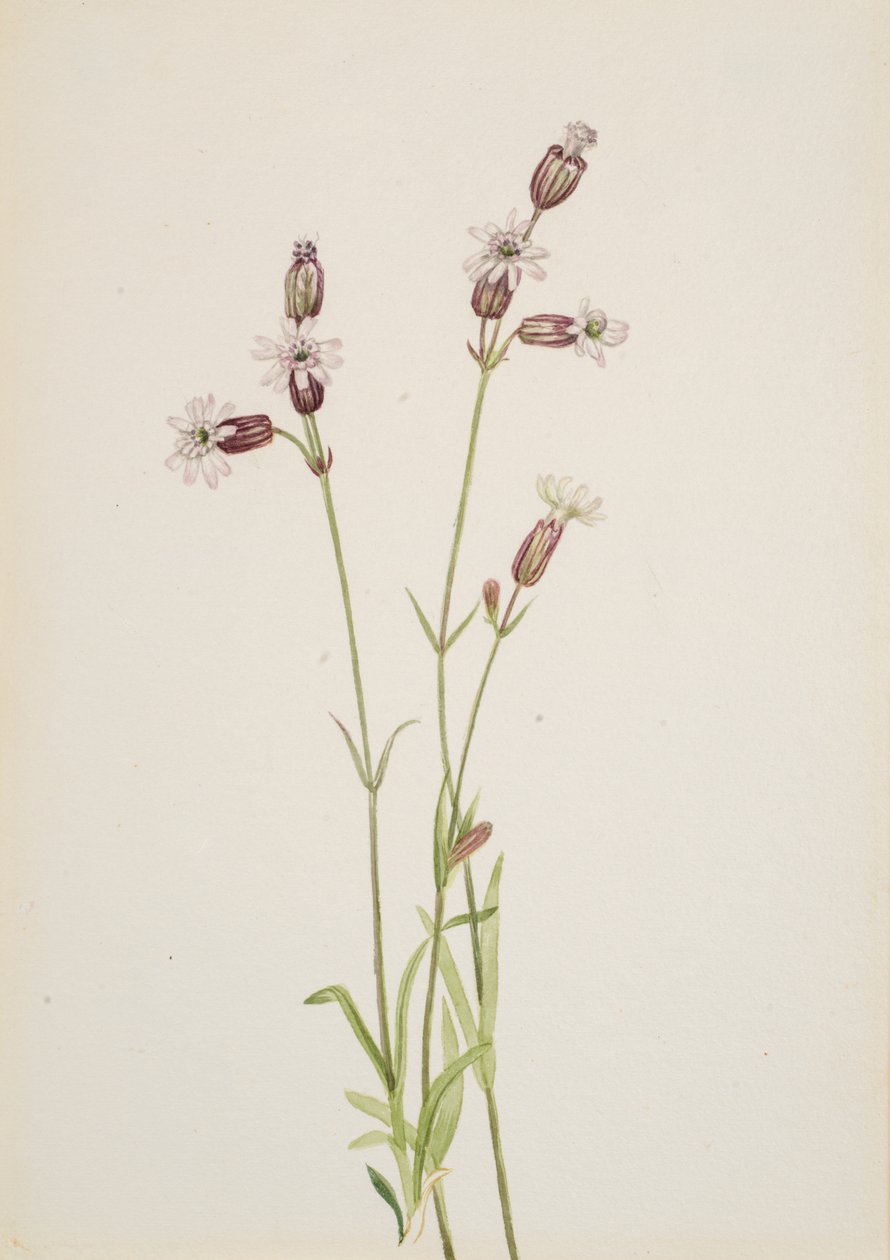 Silene multicaulis, ca. 1900-1920. autorstwa Mary Vaux Walcott