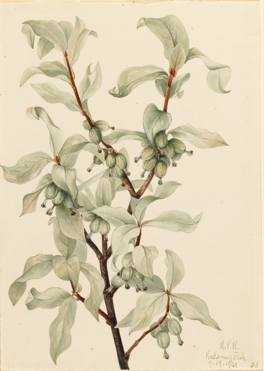 Jagoda srebrna (Elaeagnus commutata) autorstwa Mary Vaux Walcott
