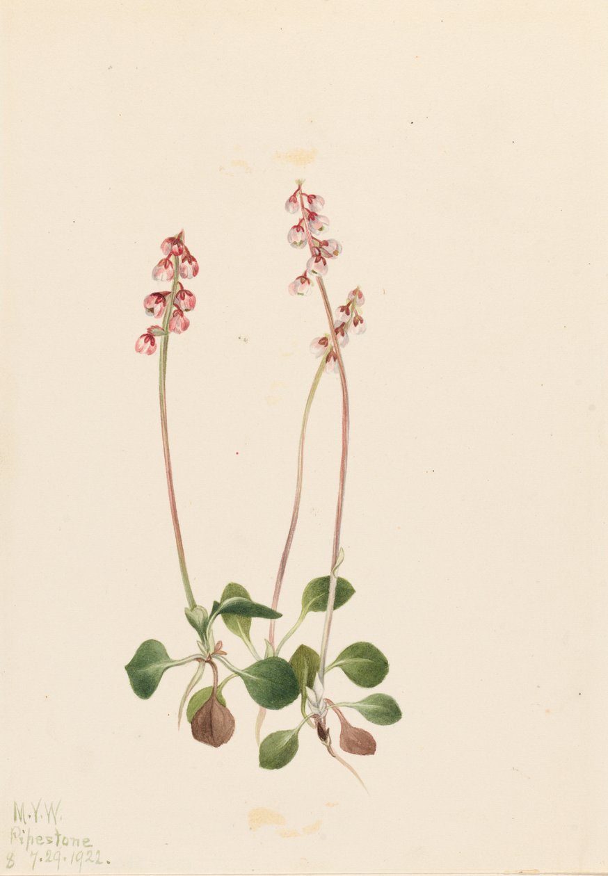 Pyrola mała (Pyrola minor) autorstwa Mary Vaux Walcott