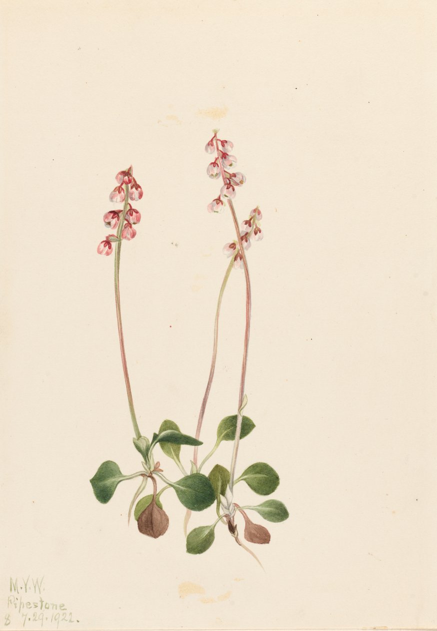 Pyrola mała Pyrola minor, 1922. autorstwa Mary Vaux Walcott