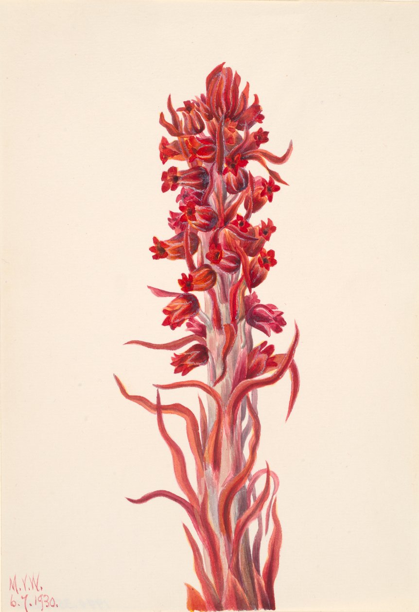 Snow Plant Sarcodes sanguinea, 1930. autorstwa Mary Vaux Walcott