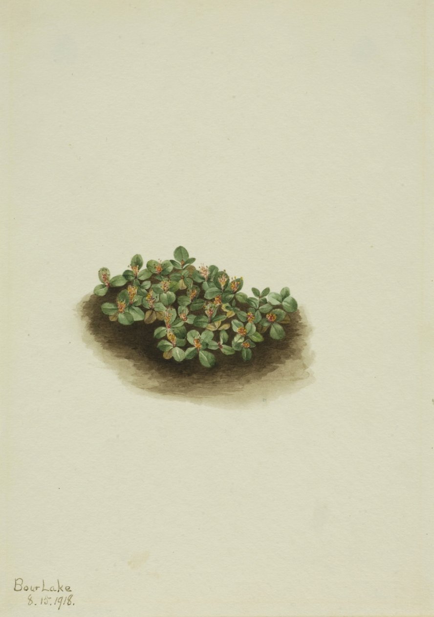 Wierzba śnieżna (Salix nivalis) autorstwa Mary Vaux Walcott