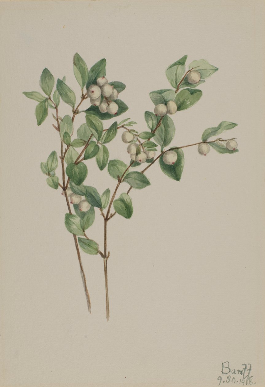 Śnieguliczka biała (Symphoricarpos albus) autorstwa Mary Vaux Walcott