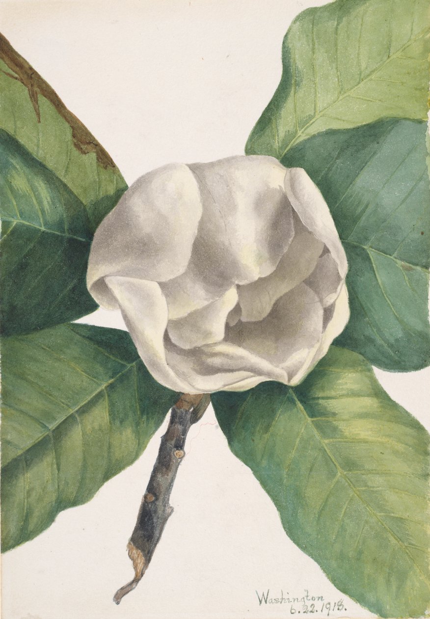 Południowa magnolia Magnolia grandiflora, 1918. autorstwa Mary Vaux Walcott