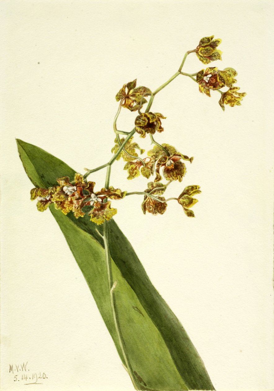 Cętkowany Cyrtopodium Cyrtopodium punctatum, 1920. autorstwa Mary Vaux Walcott