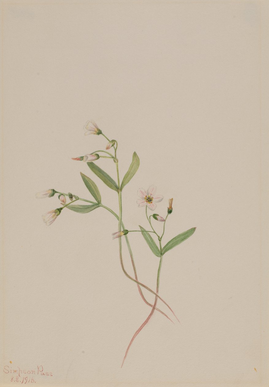 Piękność wiosenna (Claytonia lanceolata) autorstwa Mary Vaux Walcott
