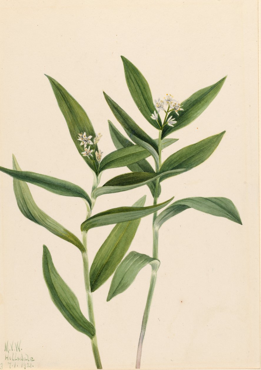 Solomonplume gwiaździsta (Star Vagnera) autorstwa Mary Vaux Walcott